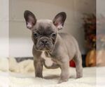 Small #3 French Bulldog