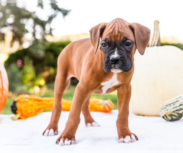 Medium Photo #8 Boxer Puppy For Sale in WAKARUSA, IN, USA