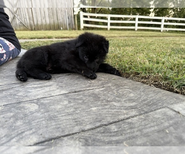 Medium Photo #8 German Shepherd Dog Puppy For Sale in HAMILTON, VA, USA