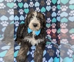Small Photo #6 Sheepadoodle Puppy For Sale in PORT DEPOSIT, MD, USA