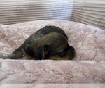 Small Photo #45 Yorkipoo Puppy For Sale in ARLINGTON, TX, USA