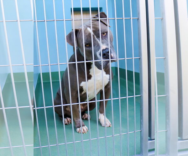 Medium Photo #2 Mutt Puppy For Sale in Pasadena, CA, USA