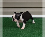 Small Photo #15 Boston Terrier Puppy For Sale in MACON, GA, USA