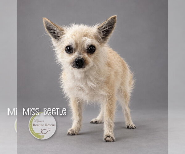 Medium Photo #1 Chiranian Puppy For Sale in Benton, LA, USA