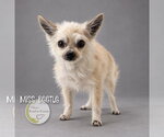 Miss Beetle - Female Chiranian Dog for Adoption - Small photo