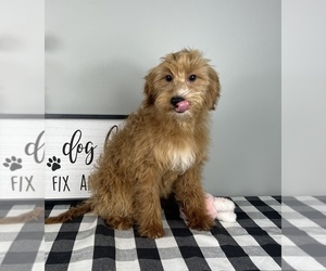 Goldendoodle (Miniature) Puppy for sale in FRANKLIN, IN, USA