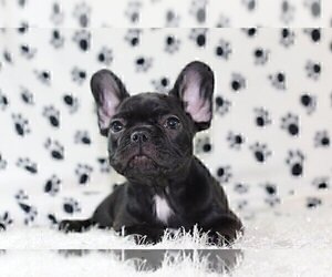 French Bulldog Puppy for sale in POUND RIDGE, NY, USA