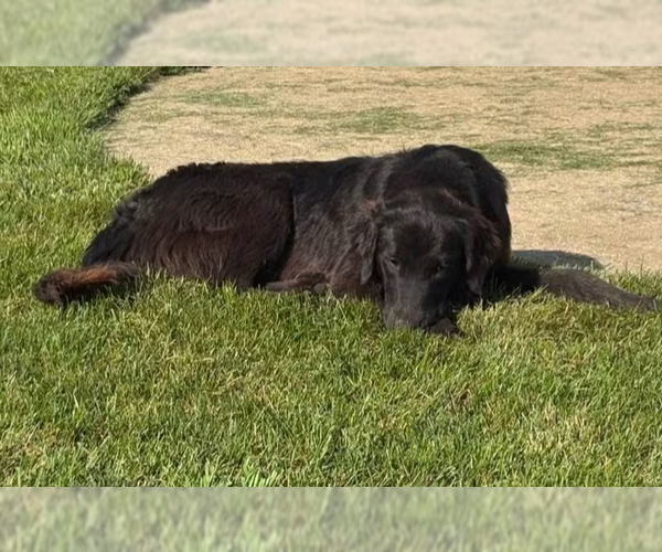 Medium Photo #12 Australian Retriever Puppy For Sale in Buffalo, MN, USA