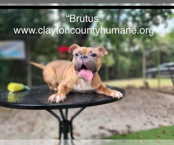 Medium Photo #1 American Bulldog-Unknown Mix Puppy For Sale in McDonough, GA, USA