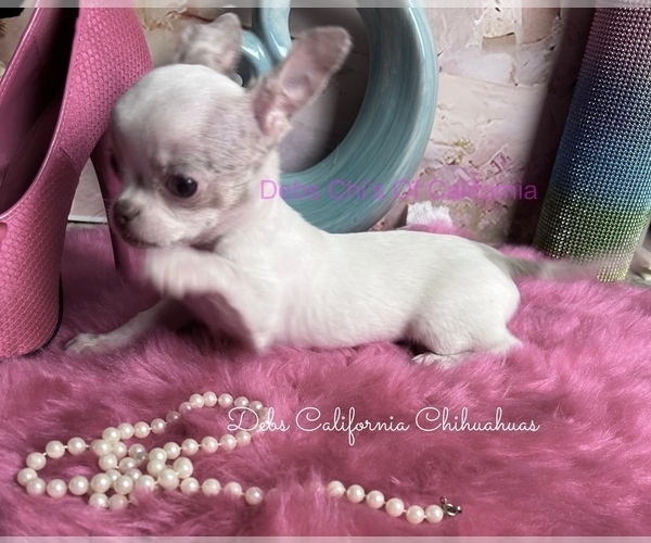 Medium Photo #3 Chihuahua Puppy For Sale in TRACY, CA, USA