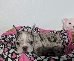 Small #3 Faux Frenchbo Bulldog