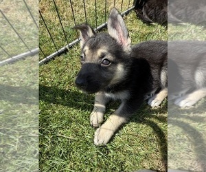 Medium German Shepherd Dog