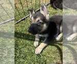 Puppy 4 German Shepherd Dog