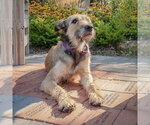 Small #6 Bouvier Des Flandres Mix