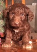 Small Photo #7 Aussiedoodle Puppy For Sale in ARBA, IN, USA