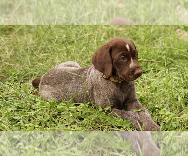 Medium Photo #1 German Shorthaired Pointer-German Wirehaired Pointer Mix Puppy For Sale in FREDERICKSBURG, TX, USA