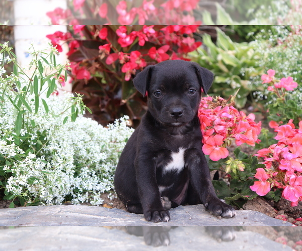 Medium Photo #4 Boston Terrier-Unknown Mix Puppy For Sale in SHILOH, OH, USA