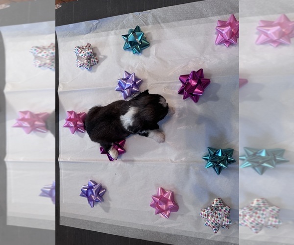 Medium Photo #25 Shih Tzu Puppy For Sale in CENTRALIA, IL, USA