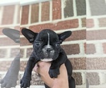 Small Photo #11 French Bulldog Puppy For Sale in SPENCER, TN, USA