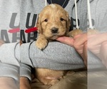Small Photo #3 Goldendoodle (Miniature) Puppy For Sale in ALBION, NJ, USA