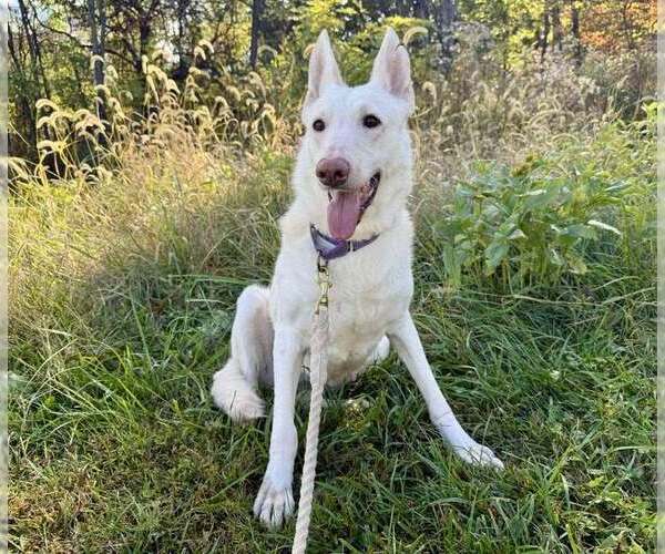 Medium Photo #3 Unknown-white german shepherd Mix Puppy For Sale in Rustburg, VA, USA