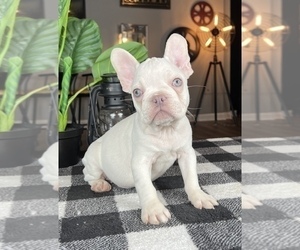 Medium French Bulldog