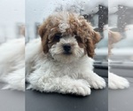Small Photo #3 Poodle (Miniature) Puppy For Sale in CHICAGO, IL, USA