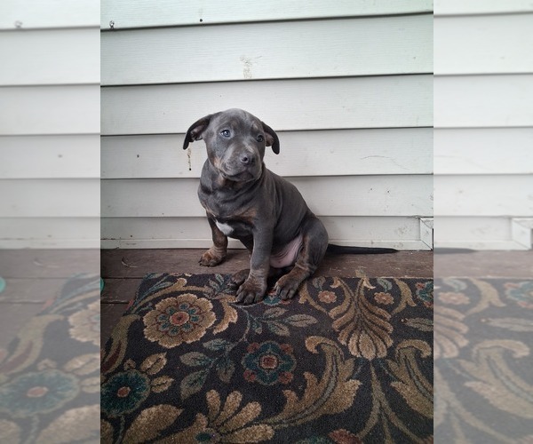 Medium Photo #8 American Pit Bull Terrier Puppy For Sale in WAUSAU, WI, USA