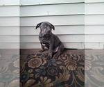 Small #7 American Pit Bull Terrier
