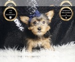 Small #5 Yorkshire Terrier