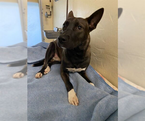 Medium Photo #1 German Shepherd Dog-Unknown Mix Puppy For Sale in Sanford, FL, USA