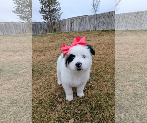 Medium Photo #4 Australian Shepherd-Unknown Mix Puppy For Sale in Sandy, UT, USA