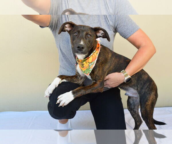 Medium Photo #2 Mutt Puppy For Sale in McKinney, TX, USA