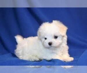 Maltese Puppy for sale in BEVERLY HILLS, WV, USA
