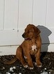 Small Photo #6 Rhodesian Ridgeback Puppy For Sale in GREENLEAF, ID, USA