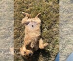 Small Photo #8 Golden Retriever Puppy For Sale in COLORADO SPGS, CO, USA