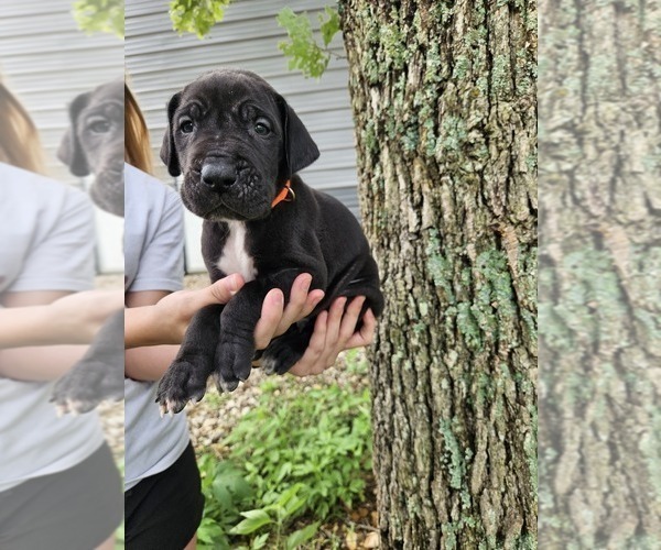 Medium Photo #7 Great Dane Puppy For Sale in WALNUT GROVE, MO, USA