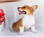 Small #3 Pembroke Welsh Corgi