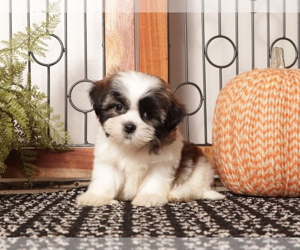 Medium Photo #1 Shih Tzu Puppy For Sale in NAPLES, FL, USA