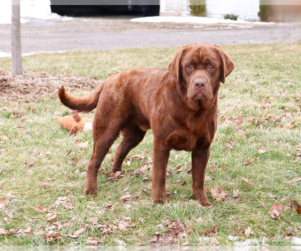 Medium Photo #3 Labrador Retriever Puppy For Sale in SYRACUSE, IN, USA