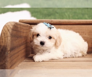 Cavapoo Puppy for sale in WEST SALEM, OH, USA