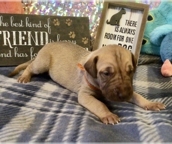 Medium Photo #7 Great Dane Puppy For Sale in BANGOR, WI, USA