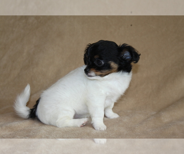 Medium Photo #2 Chihuahua Puppy For Sale in HUDSONVILLE, MI, USA