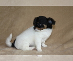Small #1 Chihuahua