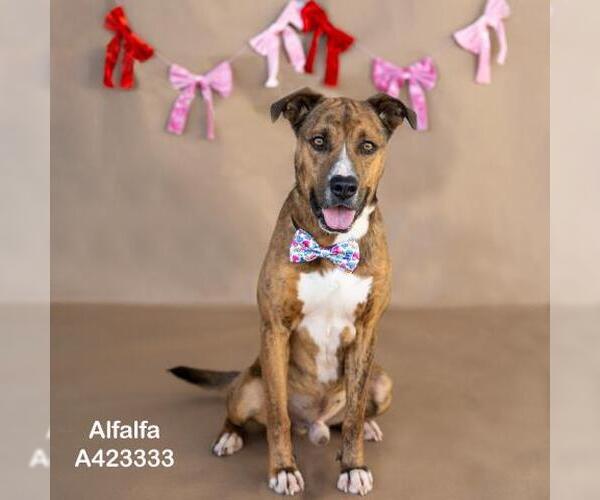 Medium Photo #2 American Pit Bull Terrier-Unknown Mix Puppy For Sale in Conroe, TX, USA