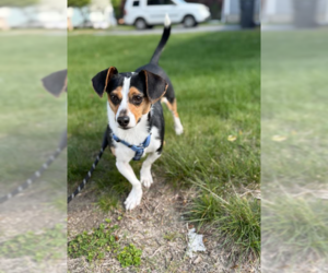 Dachshund-Unknown Mix Dogs for adoption in Cranston, RI, USA