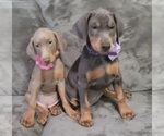 Small Photo #37 Doberman Pinscher Puppy For Sale in POMEROY, OH, USA