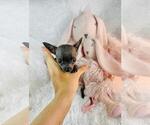 Small #8 Chihuahua