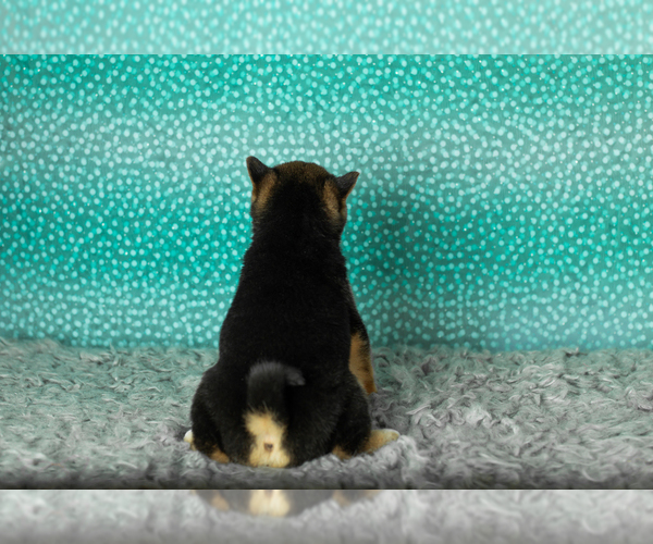 Medium Photo #21 Shiba Inu Puppy For Sale in MILLERSBURG, IN, USA