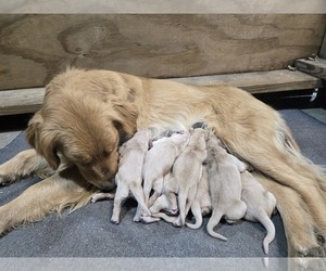 Golden Retriever Puppy for Sale in PRINCEVILLE, Illinois USA